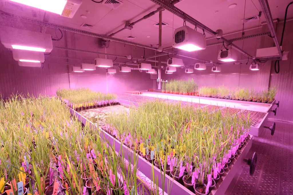 河南有机农业发展现状及品种改良技术应用分析