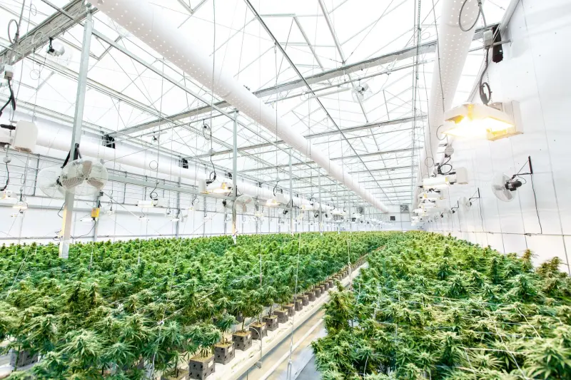 河南农业科技赋能有机种植：品种改良方案如何提升农产品品质正文配图 2