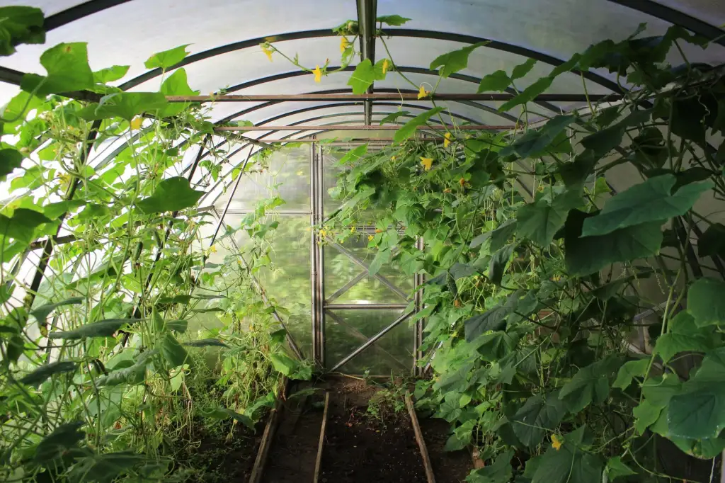 河南有机种植技术发展现状与品种改良方案解析