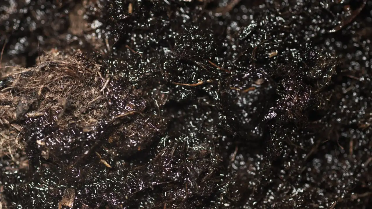 河南沃尔美农业科技有机种植技术方案与品种改良服务解析