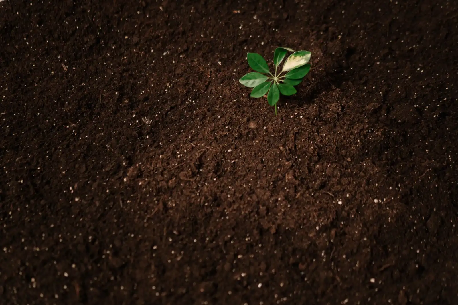 河南沃尔美农业科技有限公司有机种植技术方案在优质小麦品种改良中的应用正文配图 1
