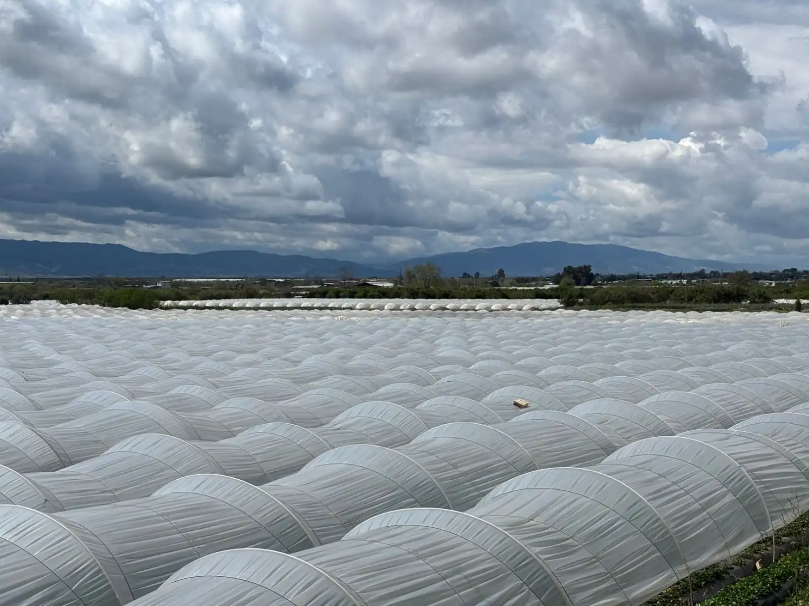 河南有机种植技术发展趋势及品种改良方案解析