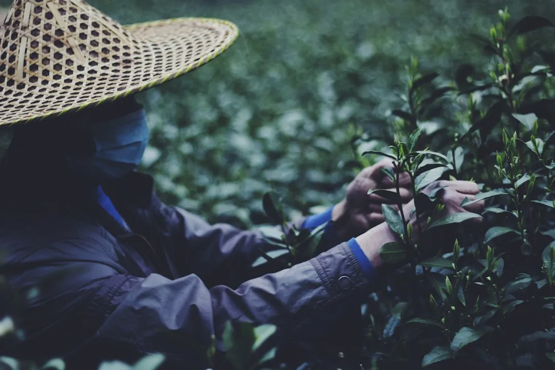 河南有机种植技术升级路径与品种改良方案分析