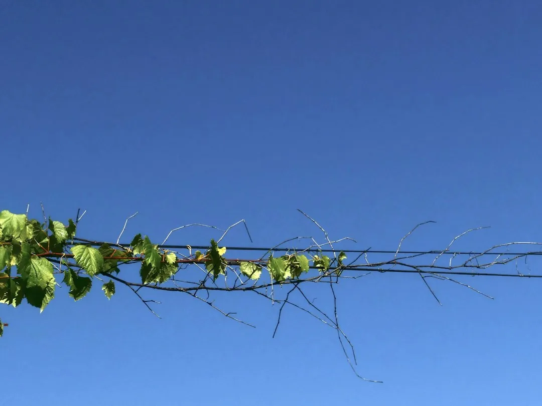 河南农业企业有机种植技术服务的实施要点与案例